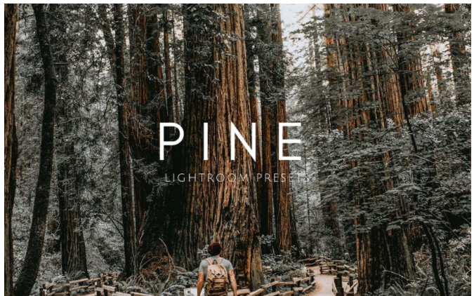[Elements.Envato] PINE Warm Moody Outdoor Wedding _0.png